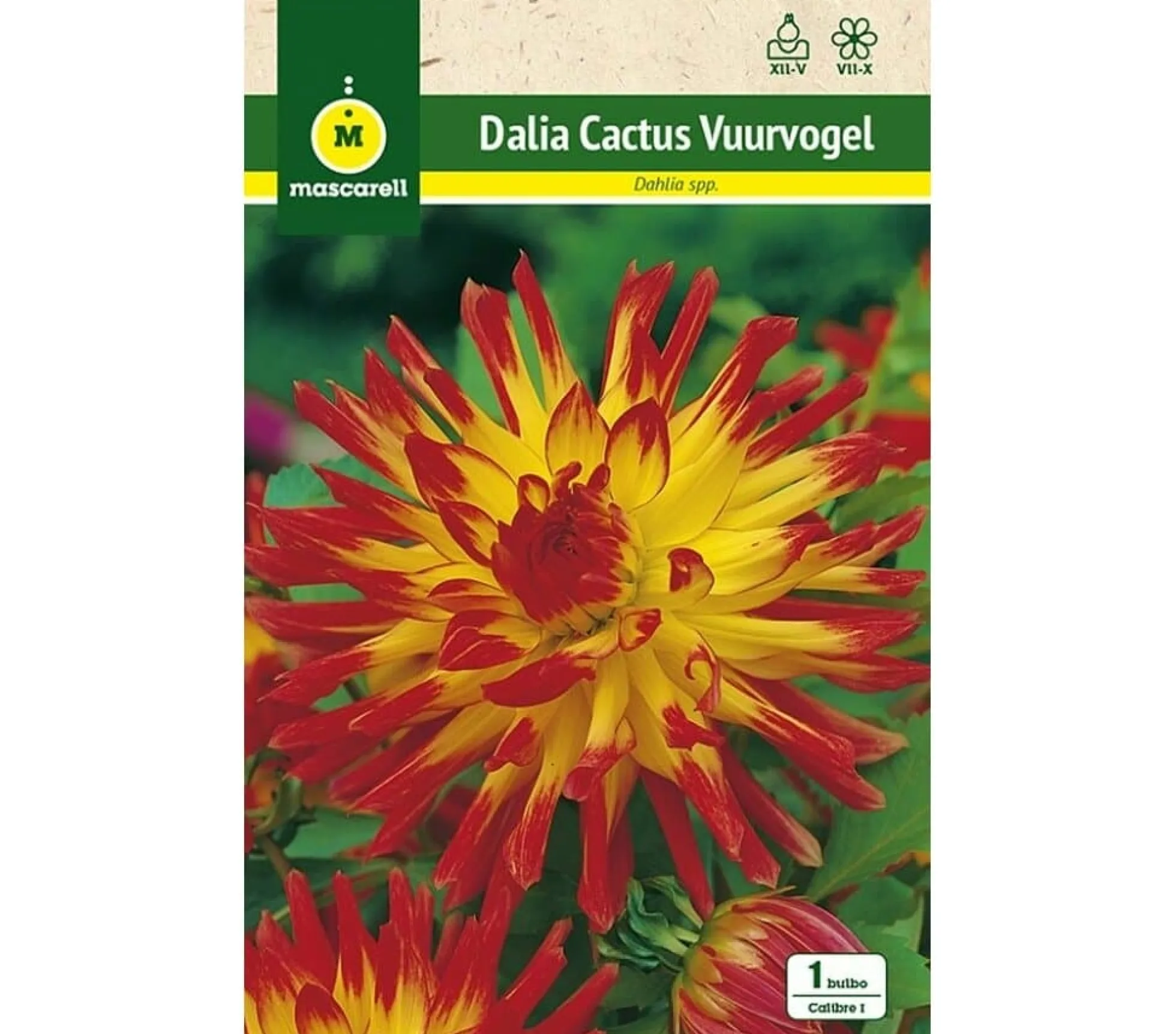Bulbo Dalia Cactus Wuurvogel