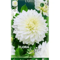 Bulbo Dalia decorativa blanco puro 1 ud
