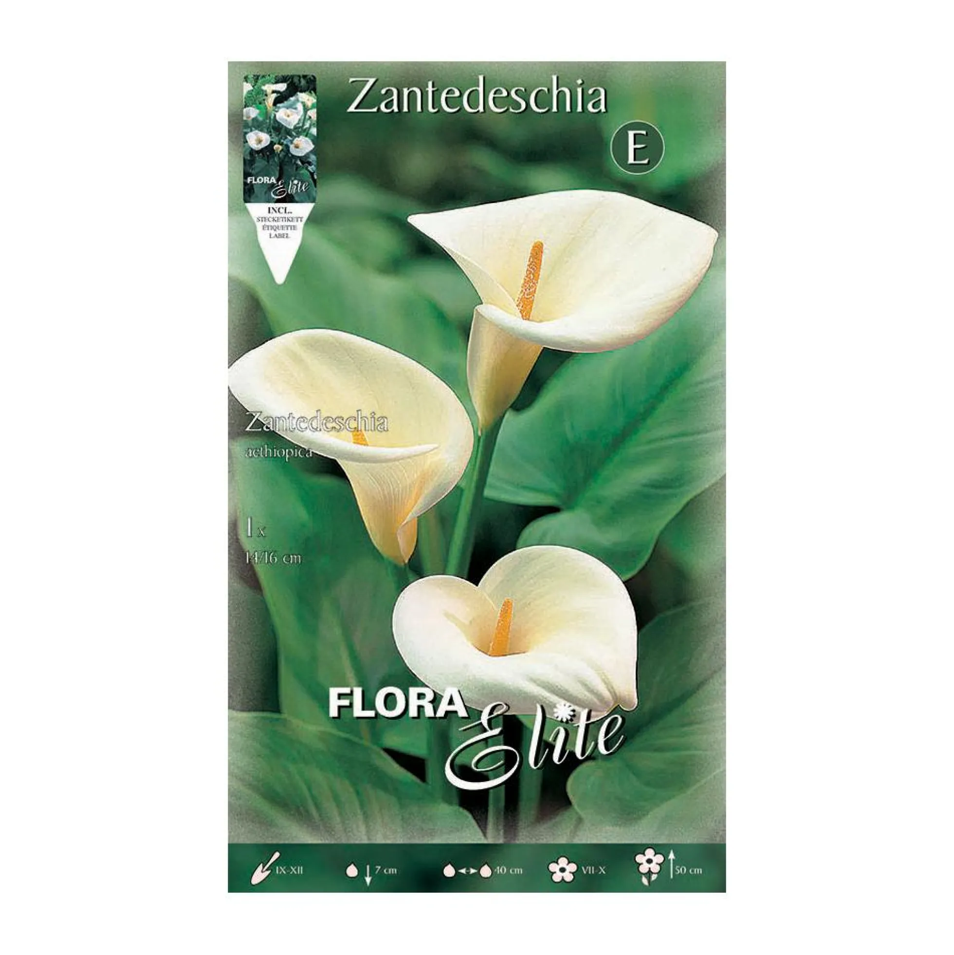 Bulbo de Calla aethiopica blanca 1 ud