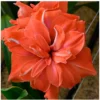 1 Bulbo De Hippeastrum 'coral Belle' Amaryllis
