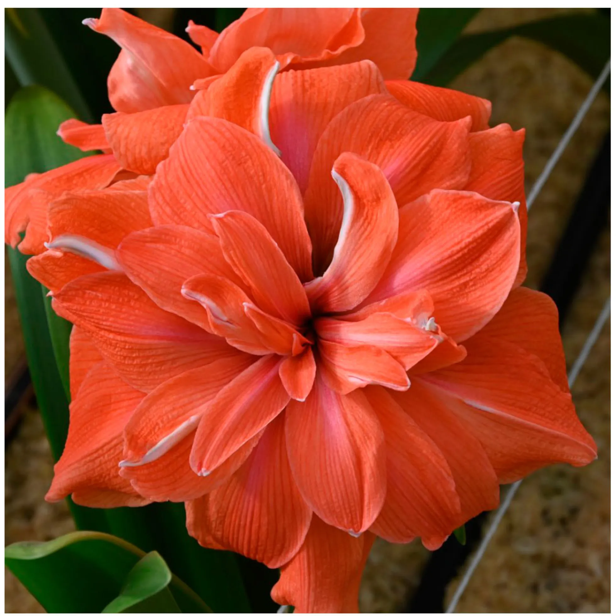 1 Bulbo De Hippeastrum 'coral Belle' Amaryllis