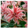 1 Bulbo De Hippeastrum 'doublet' Amaryllis