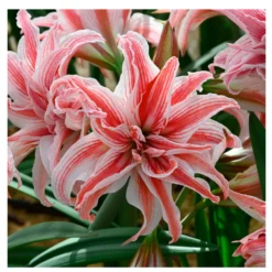 1 Bulbo De Hippeastrum 'doublet' Amaryllis