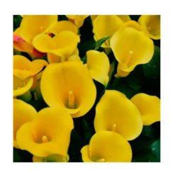 1 Bulbo De Zantedeschia Amarilla Variedad Solo