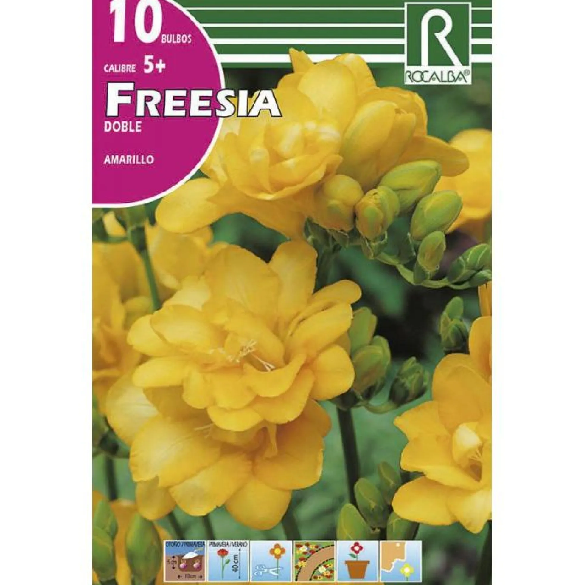 Bulbo Freesia doble amarillo 10 uds Rocalba