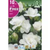 Bulbo Freesia doble blanco 10 uds Rocalba