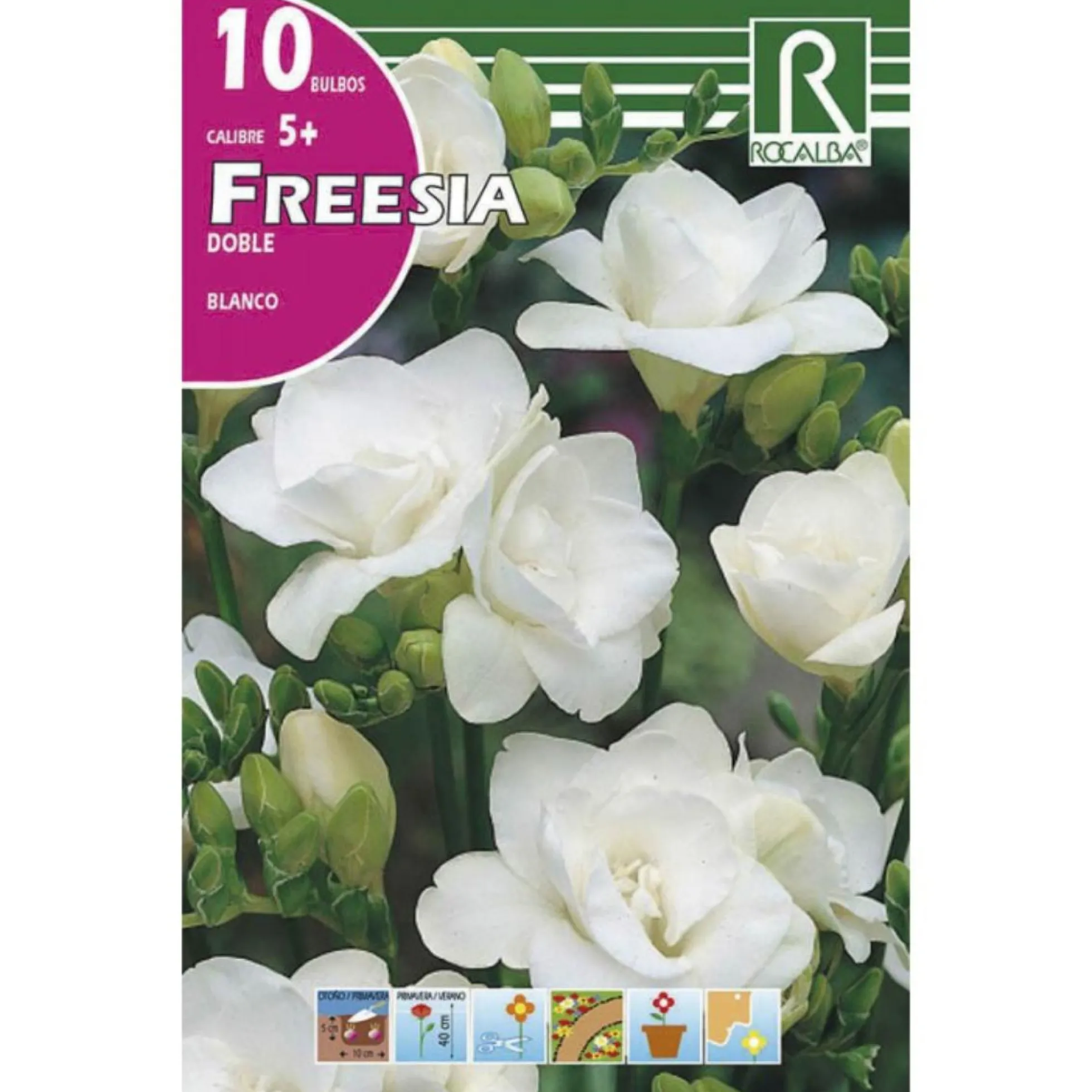 Bulbo Freesia doble blanco 10 uds Rocalba