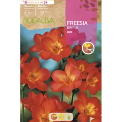 Bulbo Freesia simple rojo 10 uds Rocalba
