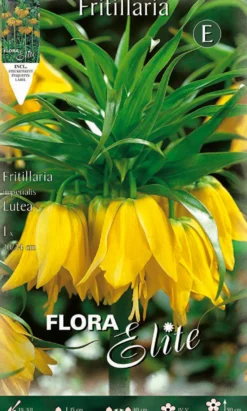 Bulbo Fritillaria imperialis amarillo 1 ud