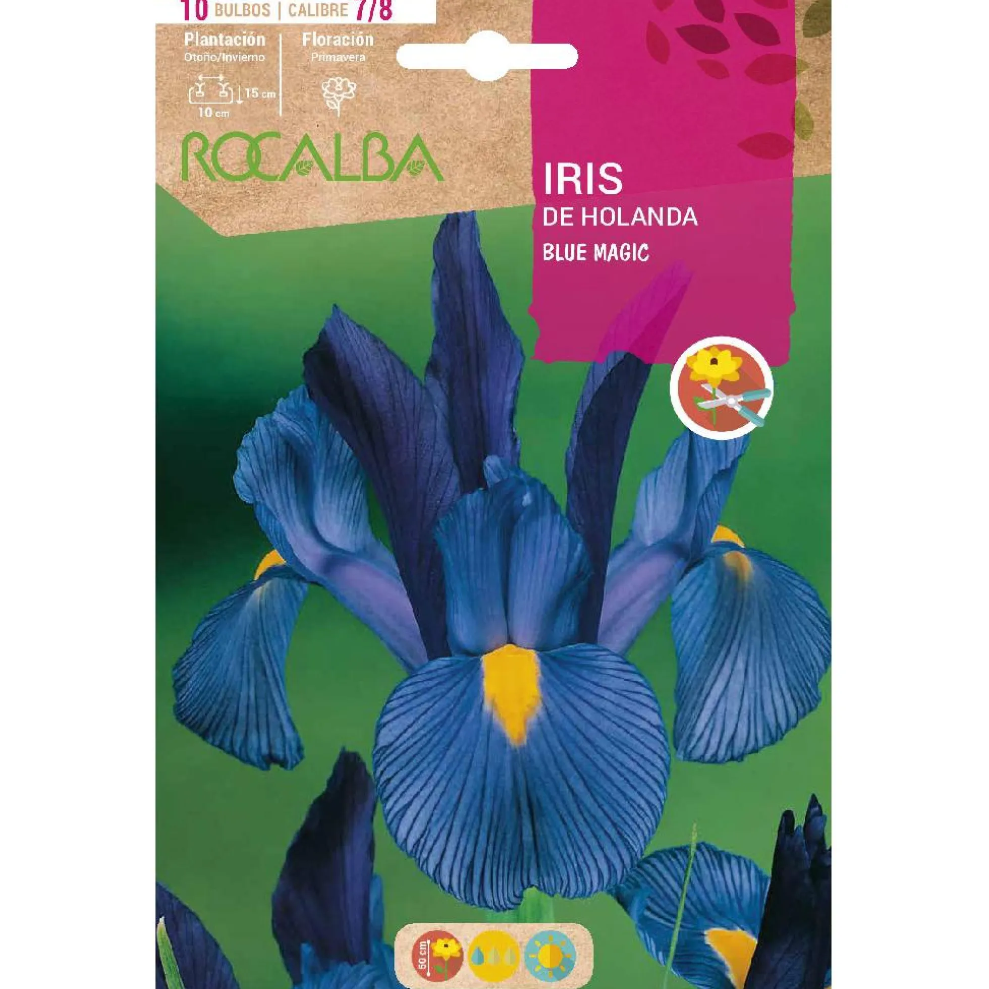 Bulbo Iris de Holanda Blue Magic azul 10 uds Rocalba