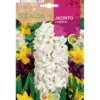 Bulbo Jacinto Carnegie blanco 3 uds Rocalba