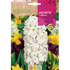 Bulbo Jacinto Carnegie blanco 3 uds Rocalba