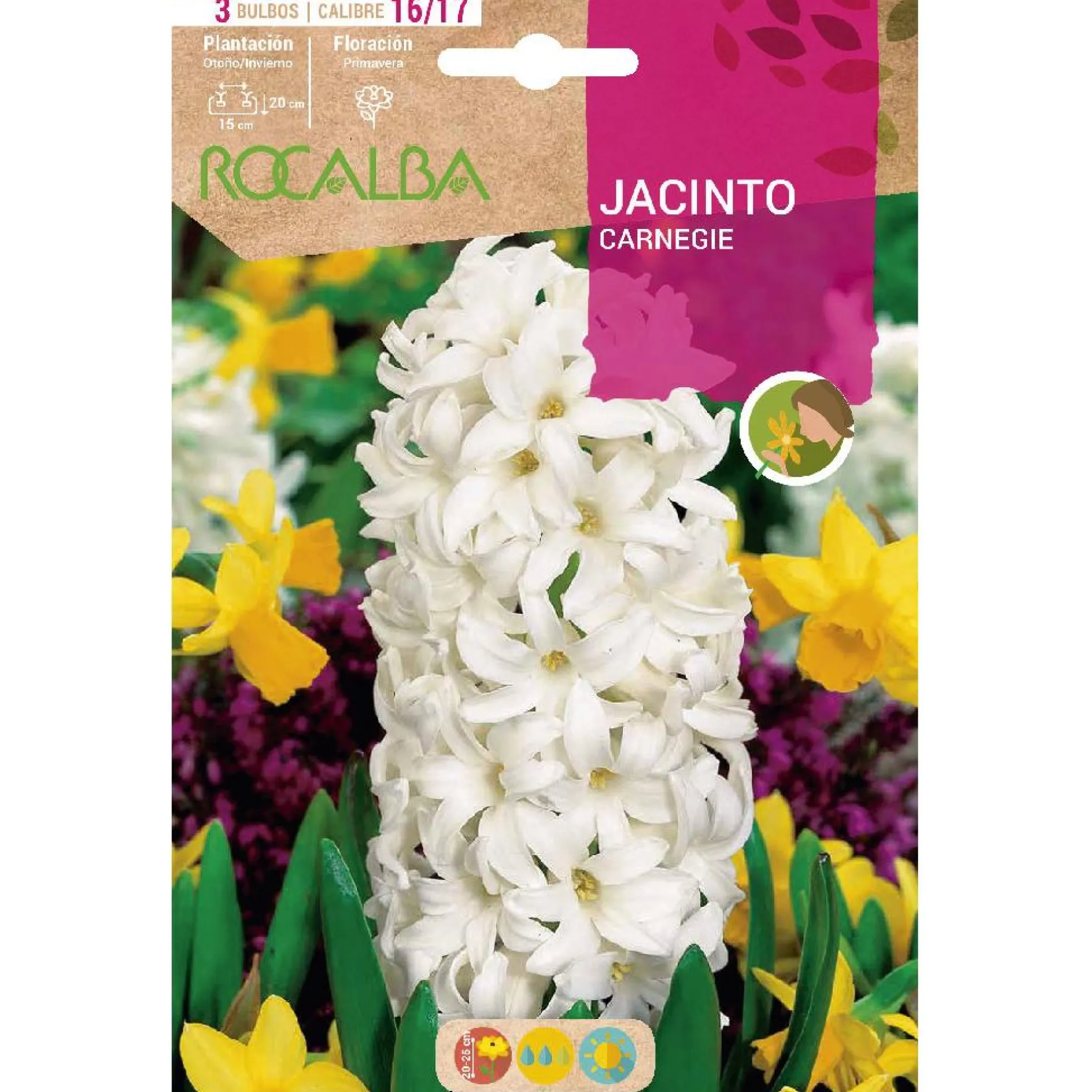 Bulbo Jacinto Carnegie blanco 3 uds Rocalba