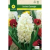 Bulbo Jacinto Carnegie Blanco