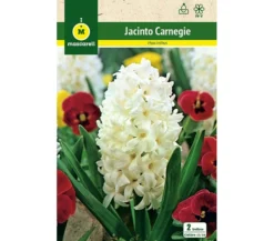 Bulbo Jacinto Carnegie Blanco