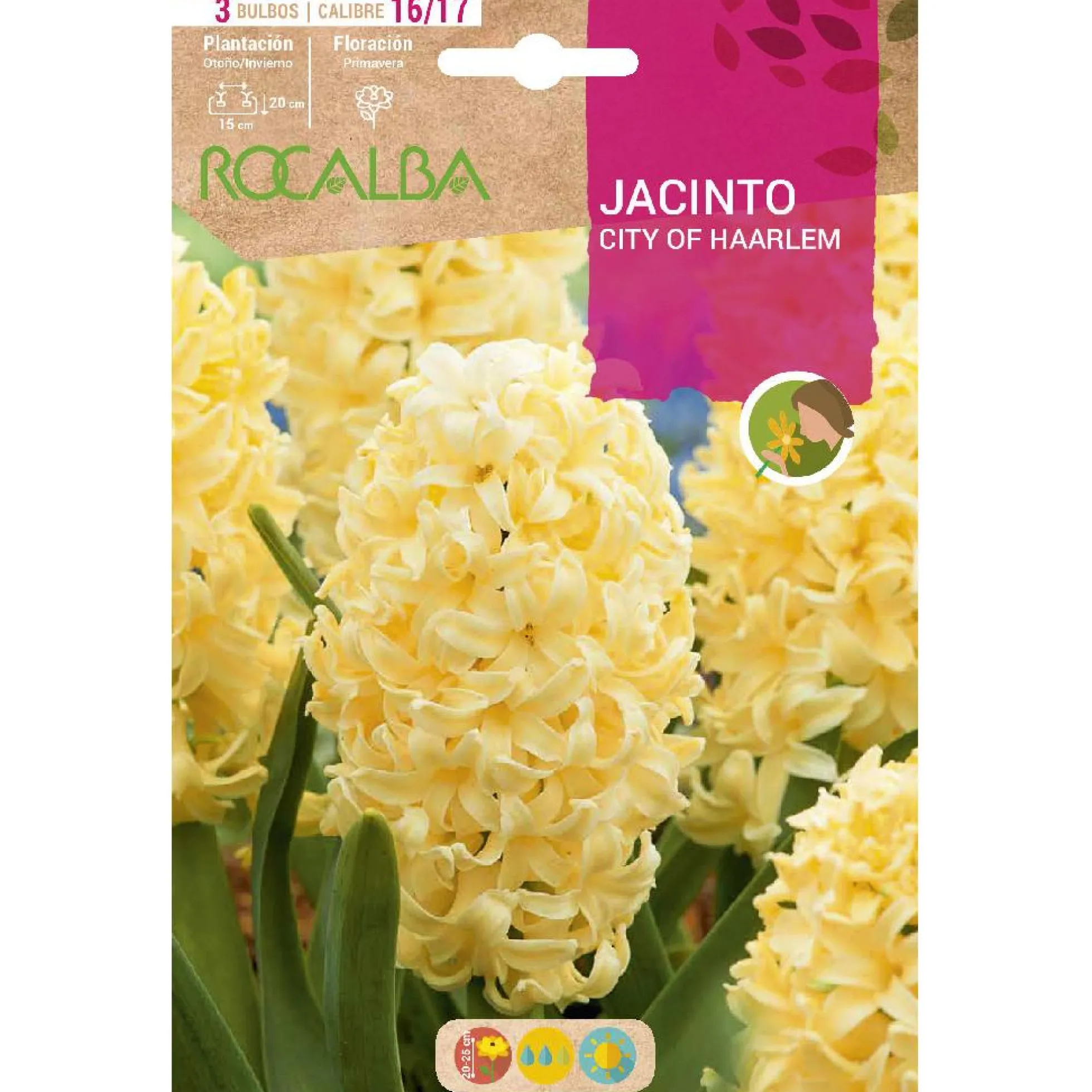 Bulbo Jacinto City Of Haarlem amarillo 3 uds Rocalba