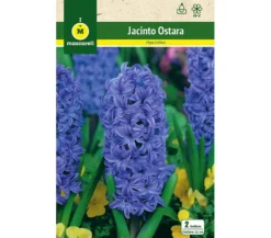 Bulbo Jacinto Ostara Azul