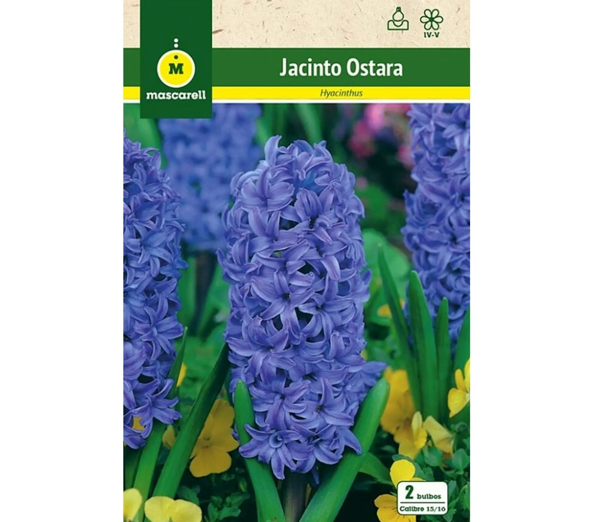 Bulbo Jacinto Ostara Azul