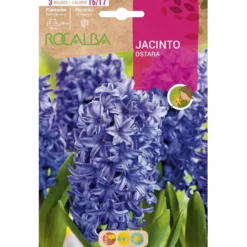 Bulbo Jacinto Ostara azul 3 uds Rocalba