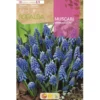 Bulbo Muscaris Armeniacum 10 uds Rocalba