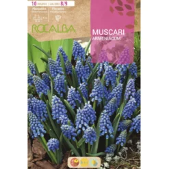 Bulbo Muscaris Armeniacum 10 uds Rocalba