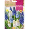 Bulbo Muscaris mezcla 10 uds Rocalba