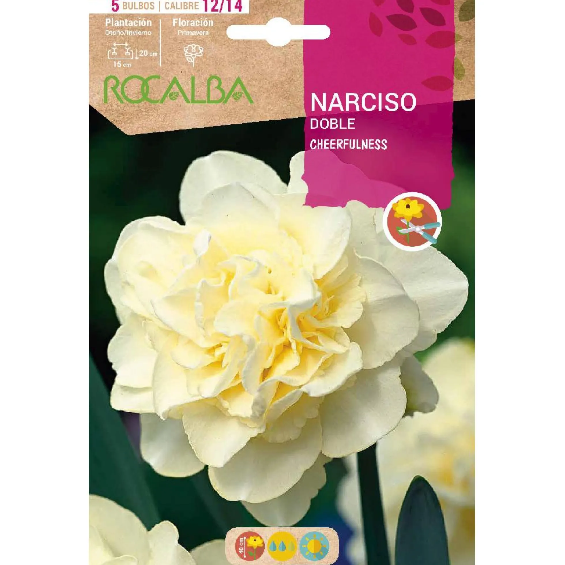 Bulbo Narciso doble Cheerfulness blanco 5 uds Rocalba