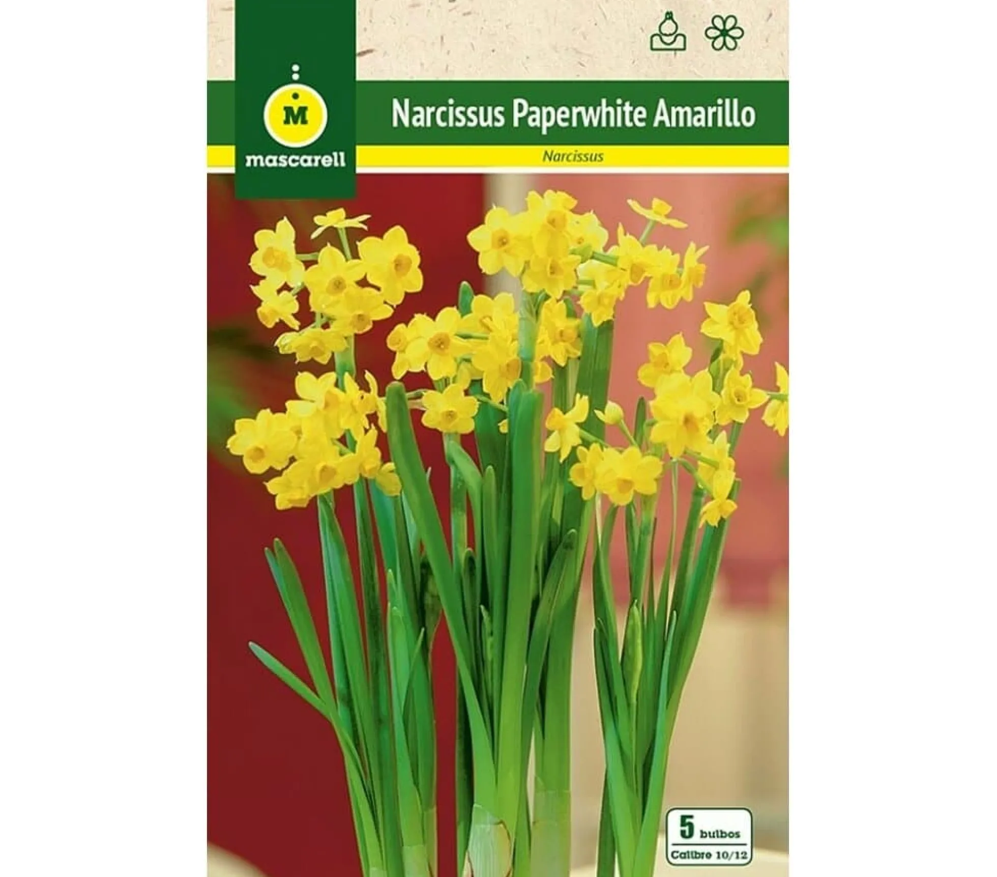 Bulbo Narciso Paperwhites Amarillo
