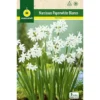 Bulbo Narciso Paperwhites Blanco