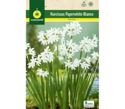 Bulbo Narciso Paperwhites Blanco
