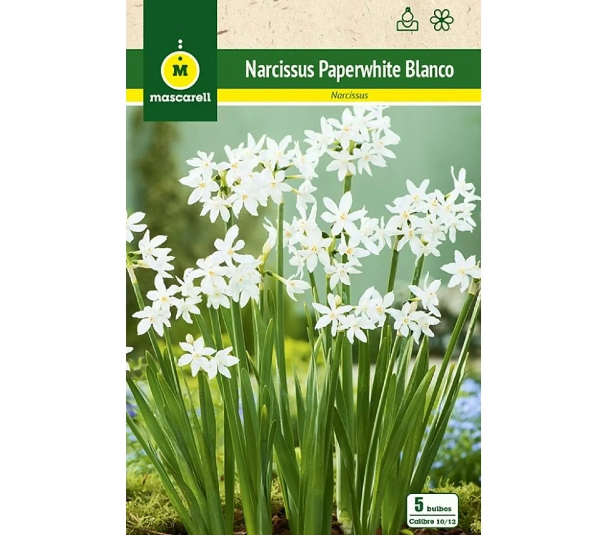 Bulbo Narciso Paperwhites Blanco