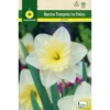 Bulbo Narciso Trompeta Ice Folies