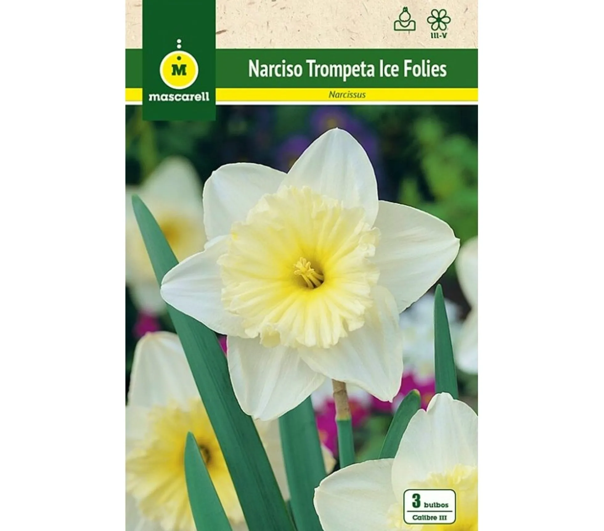 Bulbo Narciso Trompeta Ice Folies