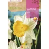 Bulbo Narciso trompeta Magnet blanco amarillo 5 uds Rocalba