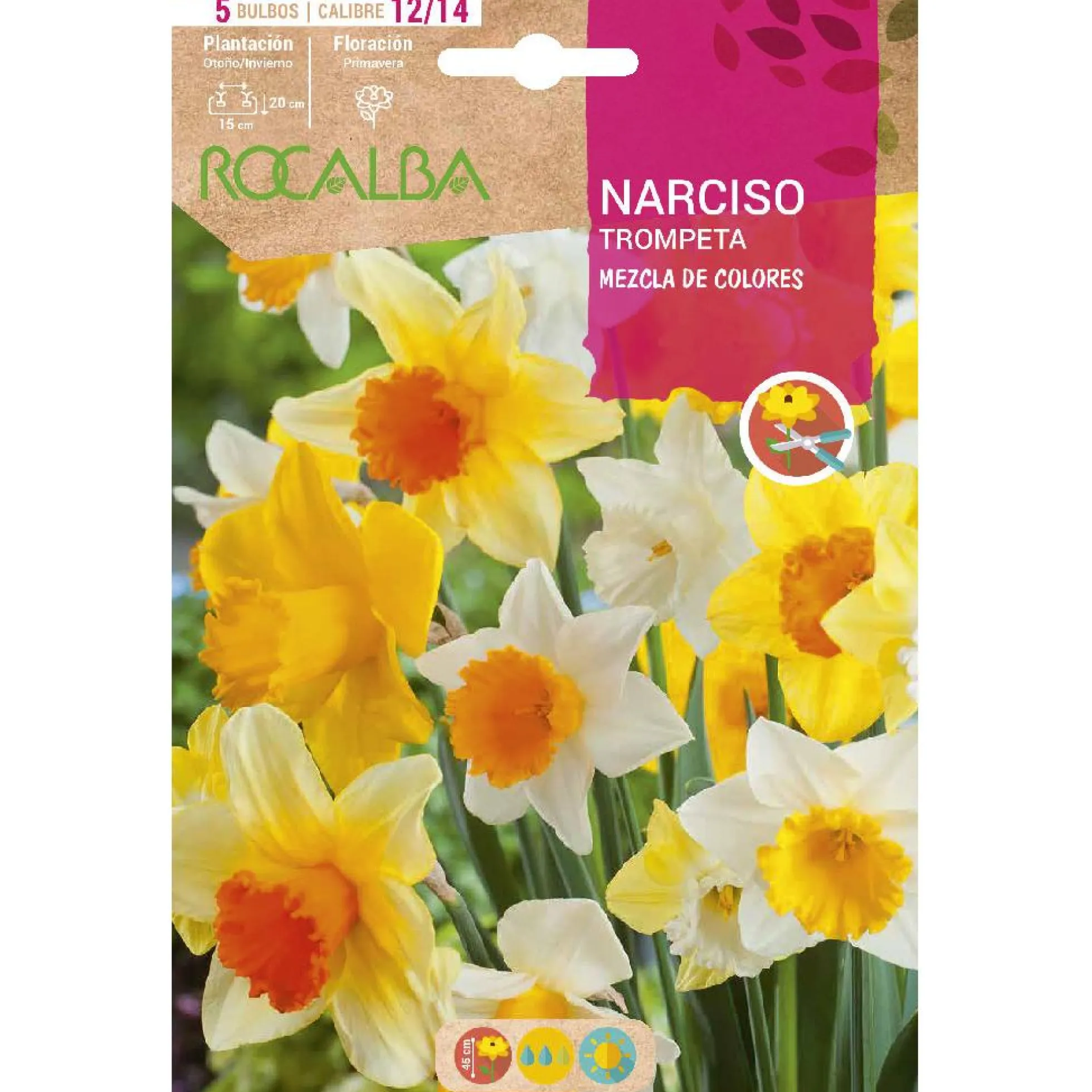 Bulbo Narciso trompeta mezcla 5 uds Rocalba