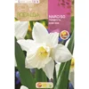 Bulbo Narciso trompeta Mount Hood blanco 5 uds Rocalba