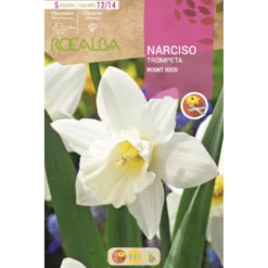 Bulbo Narciso trompeta Mount Hood blanco 5 uds Rocalba