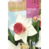 Bulbo Narciso trompeta Salome blanco rosa 5 uds Rocalba