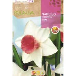 Bulbo Narciso trompeta Salome blanco rosa 5 uds Rocalba