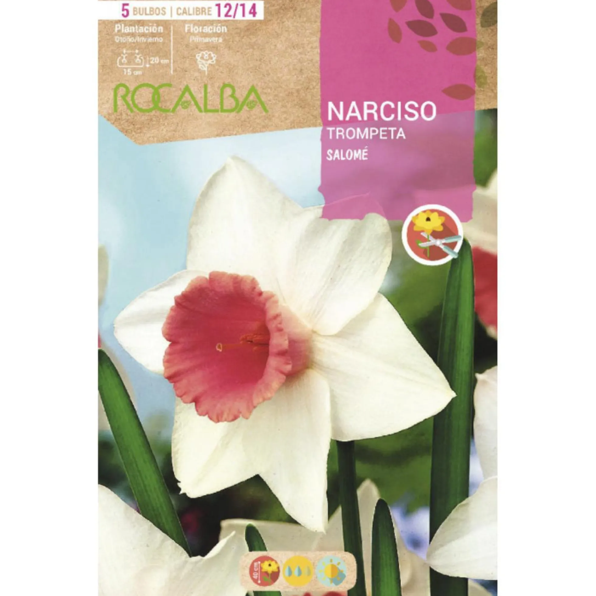 Bulbo Narciso trompeta Salome blanco rosa 5 uds Rocalba