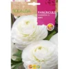 Bulbo Ranúnculo blanco 10 uds Rocalba