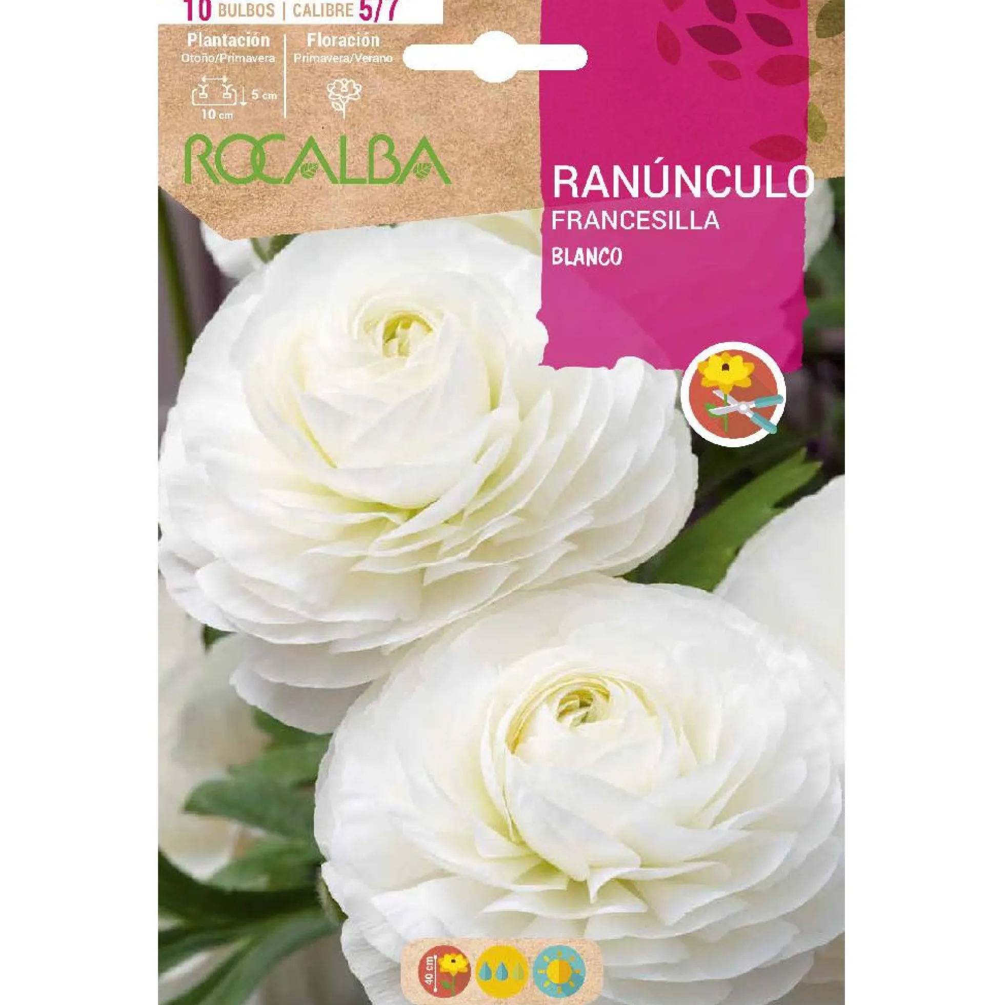 Bulbo Ranúnculo blanco 10 uds Rocalba