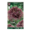 Bulbos Allium christophii morado 3 uds