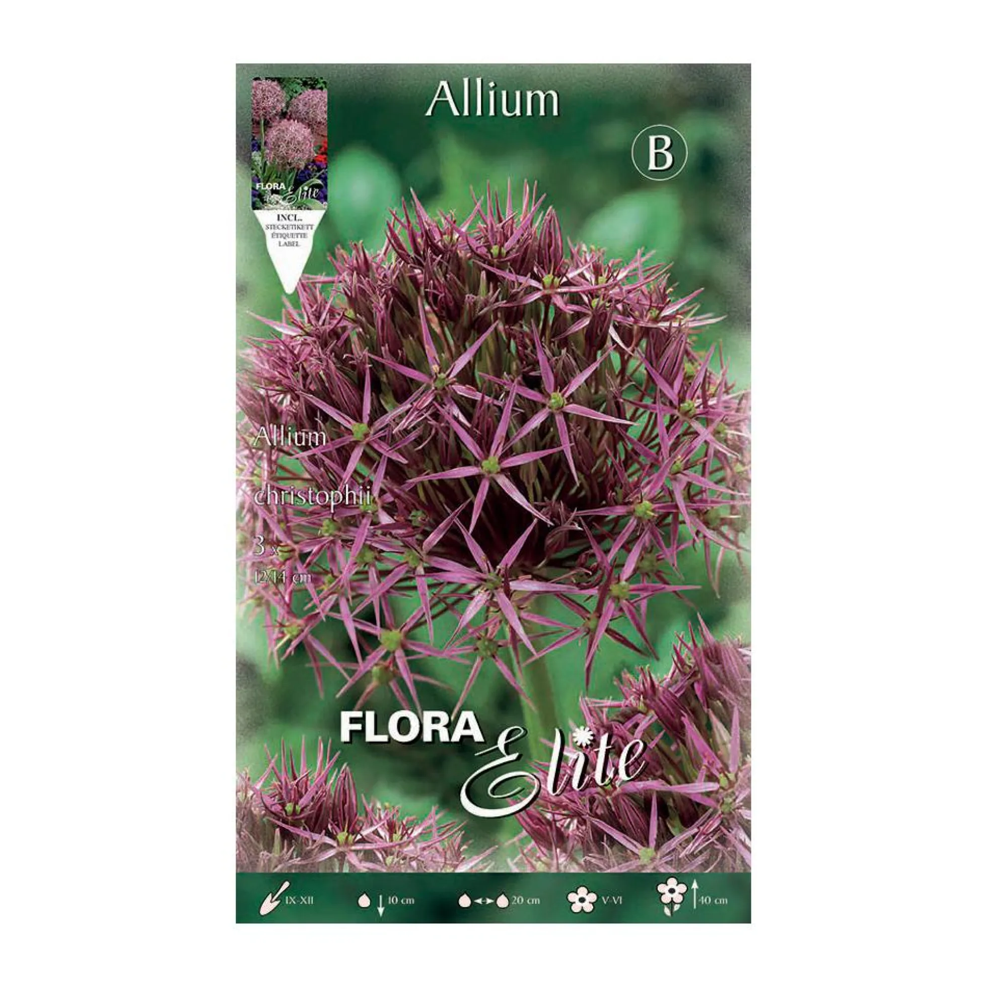 Bulbos Allium christophii morado 3 uds