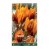 Bulbos Crocus orange monarch 10 uds