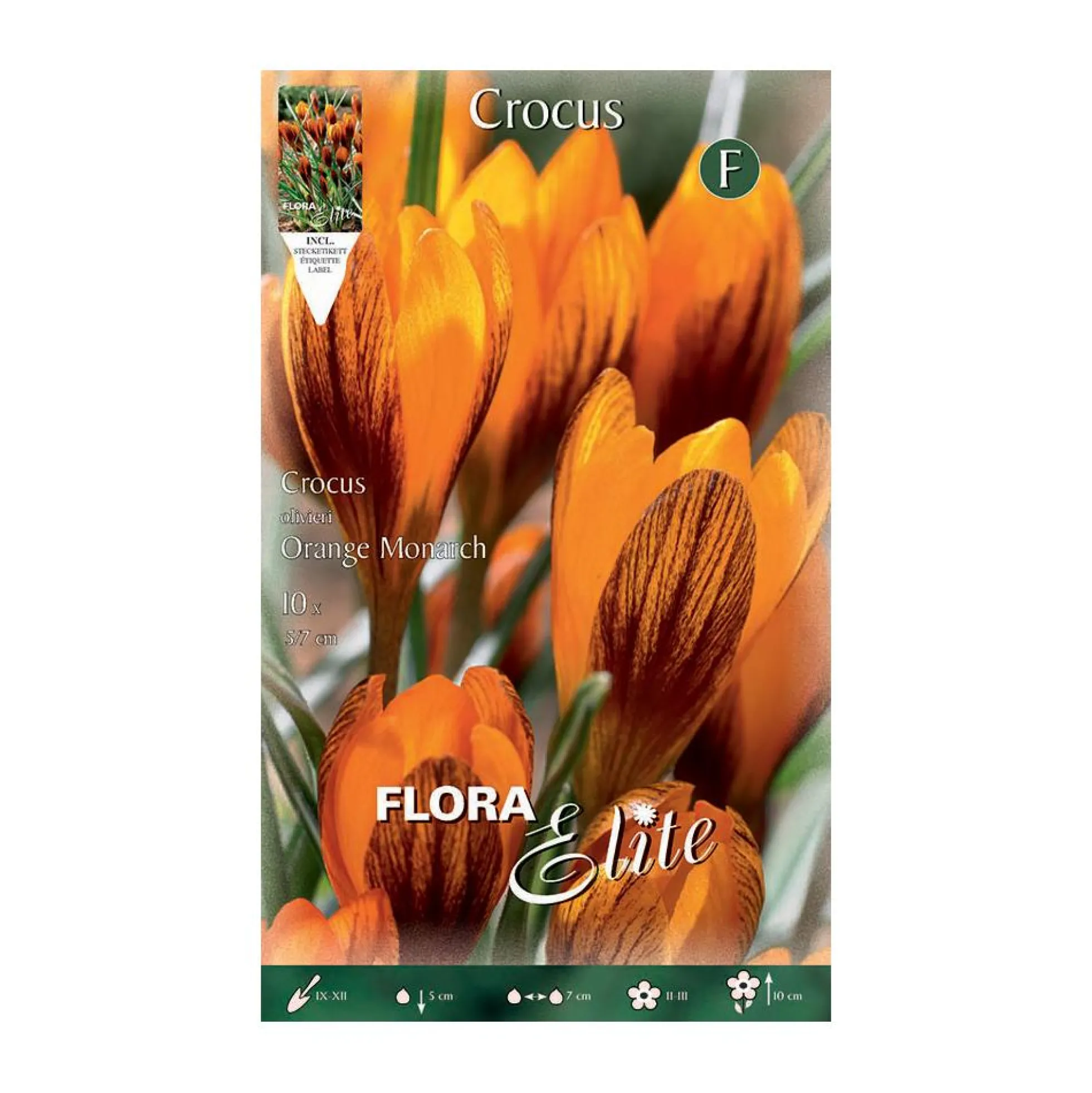 Bulbos Crocus orange monarch 10 uds