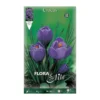 Bulbos Crocus púrpura 10 uds