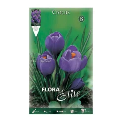 Bulbos Crocus púrpura 10 uds