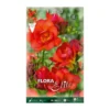 Bulbos Freesia doble naranja 10 uds