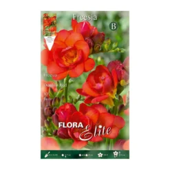 Bulbos Freesia doble naranja 10 uds